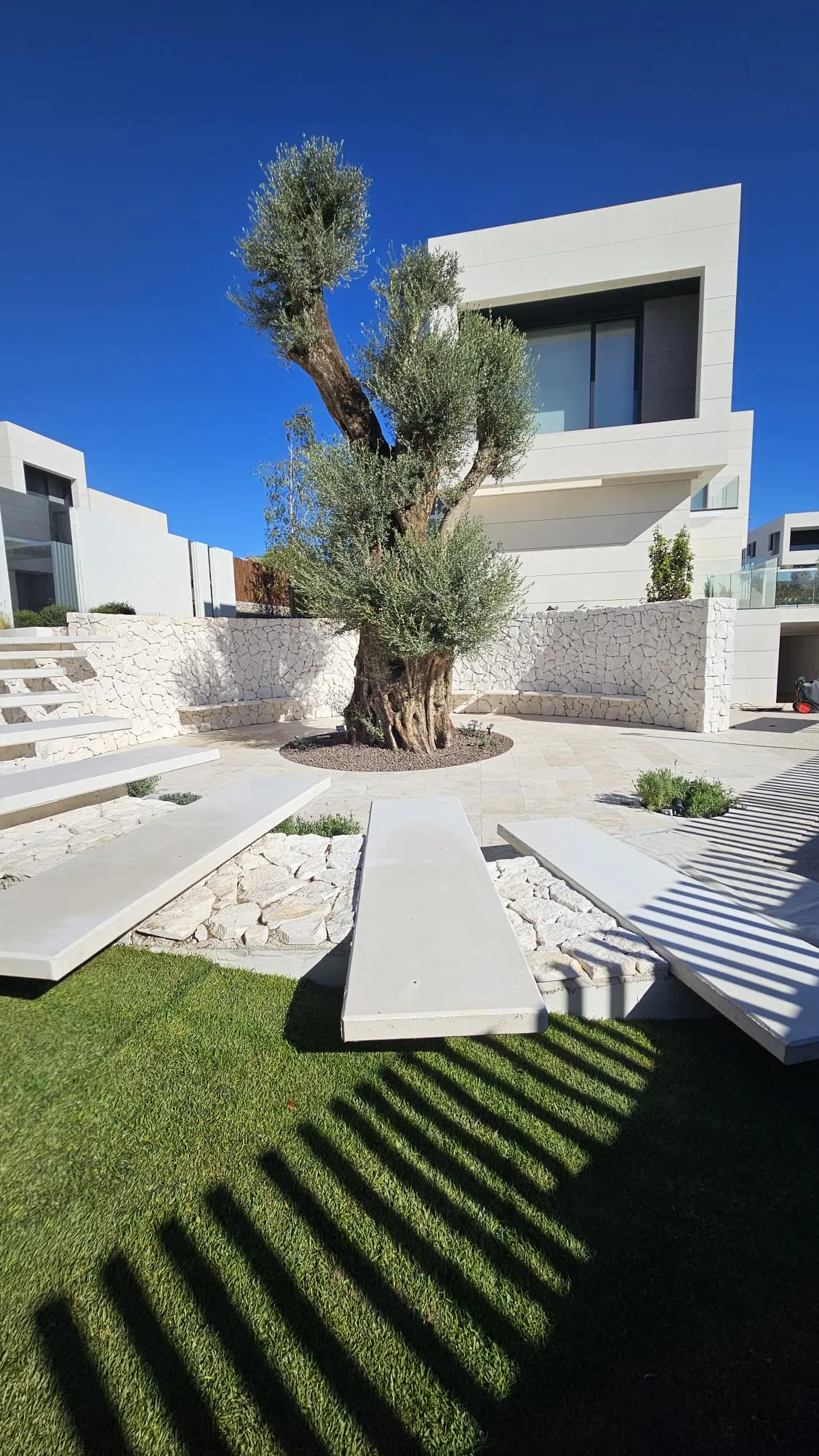 Olivo en un patio de piedra, frente a la vivienda
