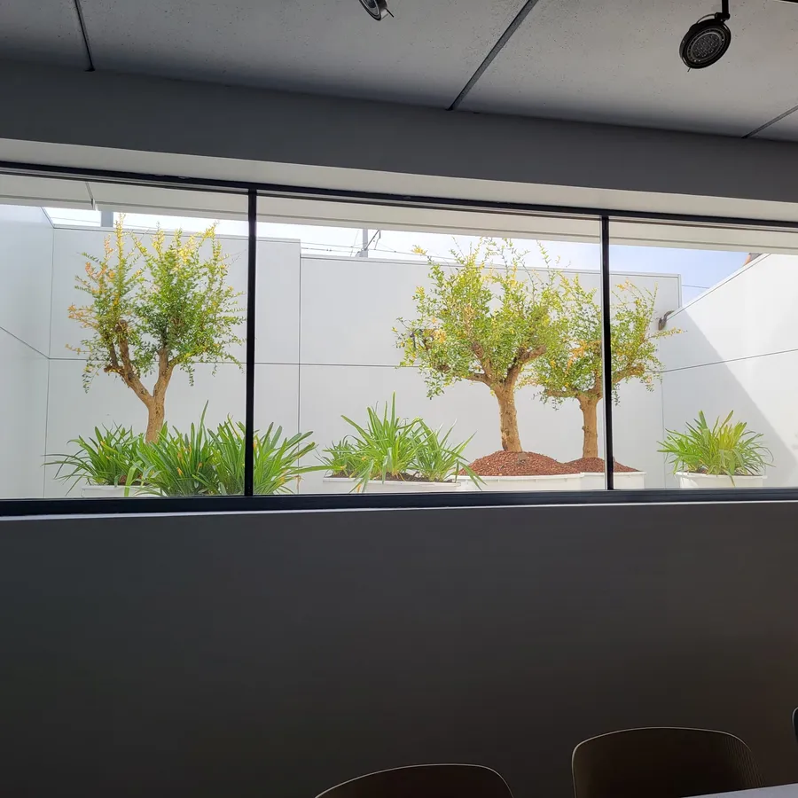 Jardín interior con olivos en maceta, visto desde el salón