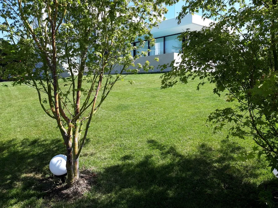 Árbol joven en un césped, con una esfera de luz