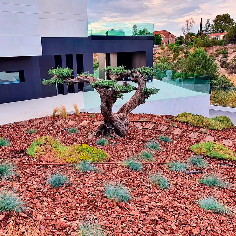Árbol y plantación sobre corteza de pino, con la piscina al fondo