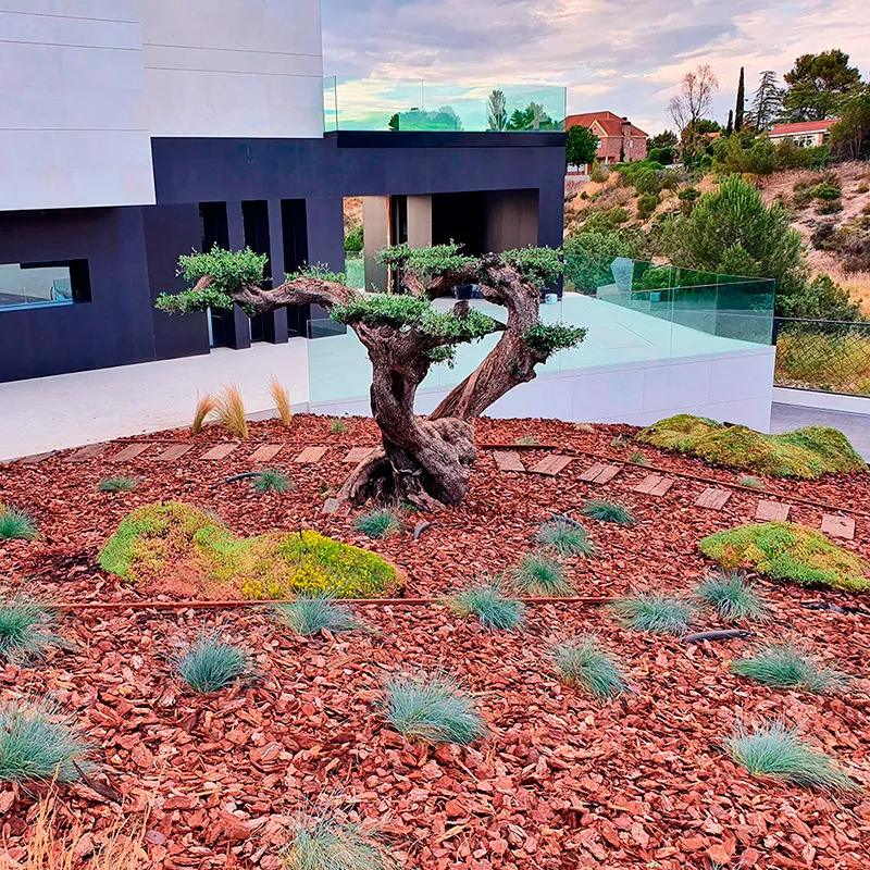 Árbol y plantación sobre corteza de pino, con la piscina al fondo