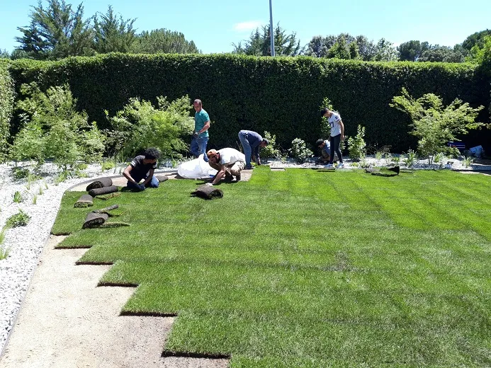 Colocación de tepes de césped en un jardín con seto